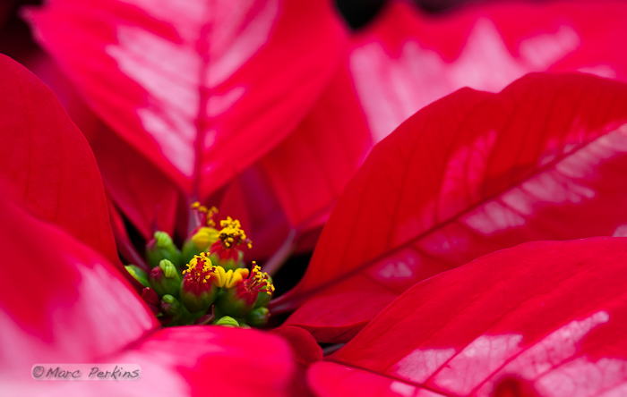 A closeup of a poinsettia flower cluster from the side. Many people confuse the bracts (red and white leaves on this "Ice Punch" poinsettia) with the petals of flowers; they're quite different.   This macro shot shows a number of bracts (colored leaves associated with a flower) surrounding the flowers (green, red, and yellow structures) and extending out of the frame.  The flowers themselves are called cyanthia; the green tissue surrounding each flower is an involucre, a cluster of bracts (leaves) fused into a cup-shaped structure that contains multiple male flowers and one female flower within it.  Emerging from the involucre you can see red filaments supporting yellow anthers on the male flowers; a single female flower should be emerging from the center of each flower.  The bright yellow structures attached to the involucre are nectar glands filled with yummy sweet nectar to attract pollinators; on less-developed flowers they look like little light-green lips. (Marc C. Perkins)