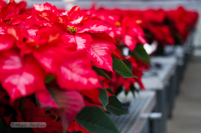 A small portion of one of five greenhouses in Orange Coast College's Horticulture Department that are filled with poinsettias being grown for their annual 2011 poinsettia sale.  This image focuses on a single ice punch poinsettia, highlighting how the red and white leaves are nothing more than bracts - colored leaves grown near a flower.  The actual flowers are the green, red, and yellow structures at the top of the plant (end of the stem). (Marc C. Perkins)