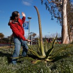 Marc Perkins in front of an agave that's sending up a giant inflorescence.