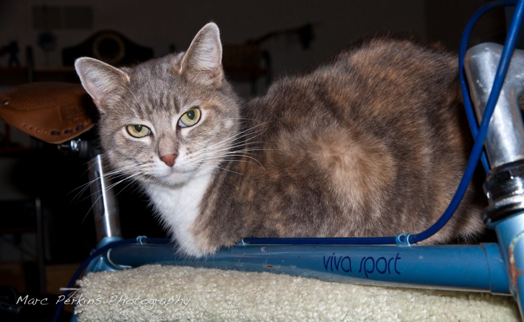 Lucca, a dilute torby and white cat, sits on a blue 1984 Univega Viva sport.