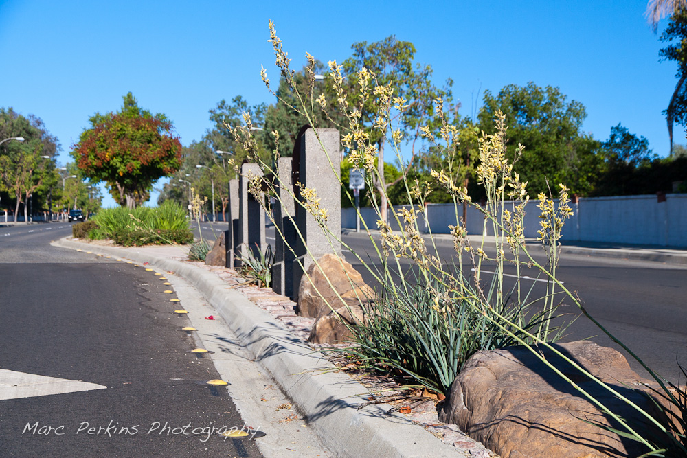 A view looking down the median on the western side of the Grand/Longview intersection. Rocks and flowering plants (yellow yuccas - Hesperaloe parviflora) are visible. This was part of the 2015 rebuild of the Grand Avenue and Longview Drive intersection for Diamond Bar's 2015 "Grand Avenue Beautification" project, landscape architecture for the project was by David Volz Design.